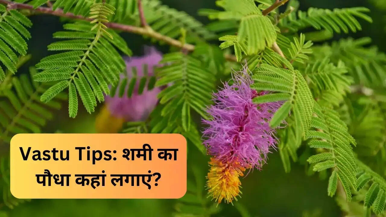 Jyotish Tips- घर में लगाएं शमी का पौधा, मिलते हैं कई फायदे