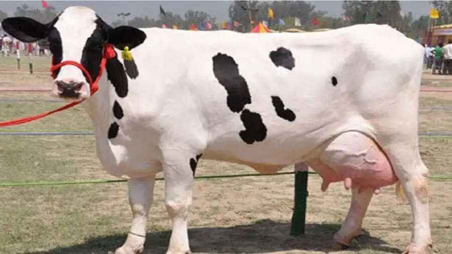 Cow Milk- गाय की वो नस्ल जो देती हैं सबसे ज्यादा दूध, जानिए इसके बारे में