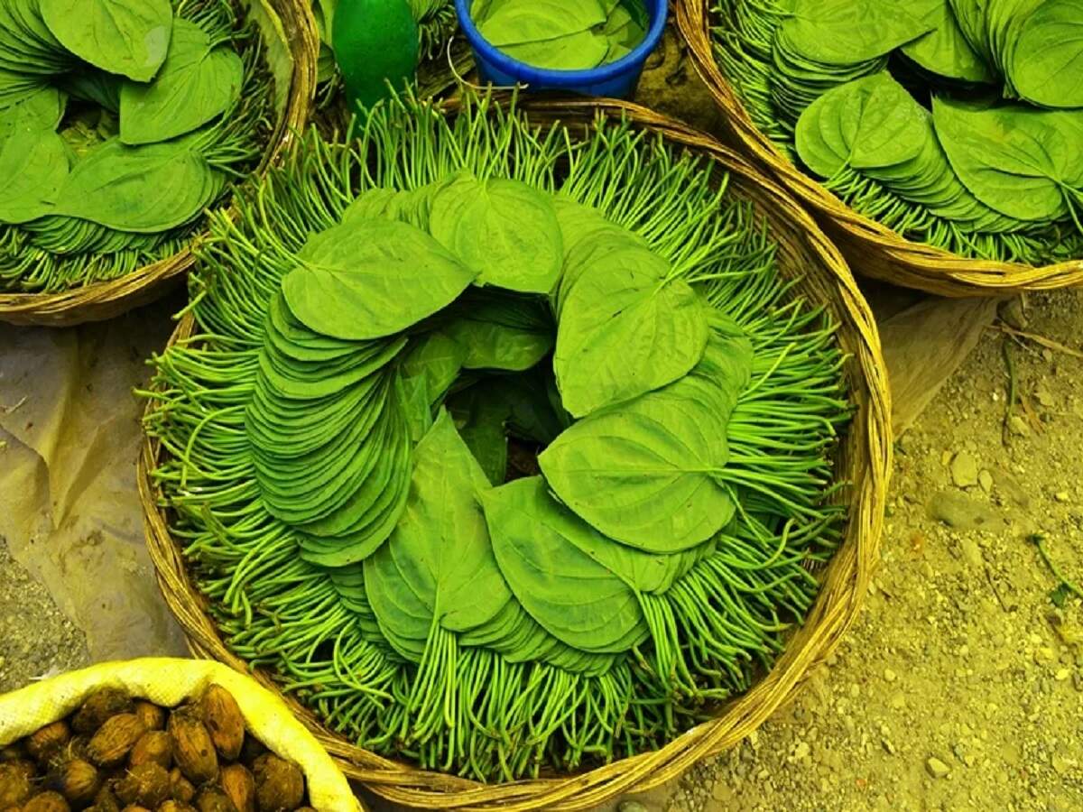 Health Tips: Betel leaves can prove to be a panacea during this changing weather; they help keep various ailments at bay.