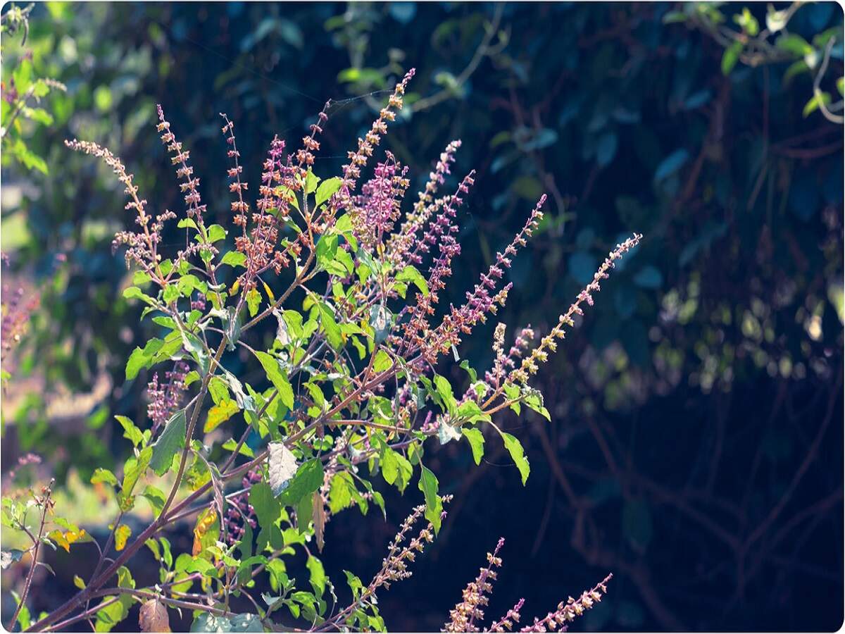 Vastu Tips: Never place a Tulsi plant in these areas of the house; it could bring obstacles into your life.
