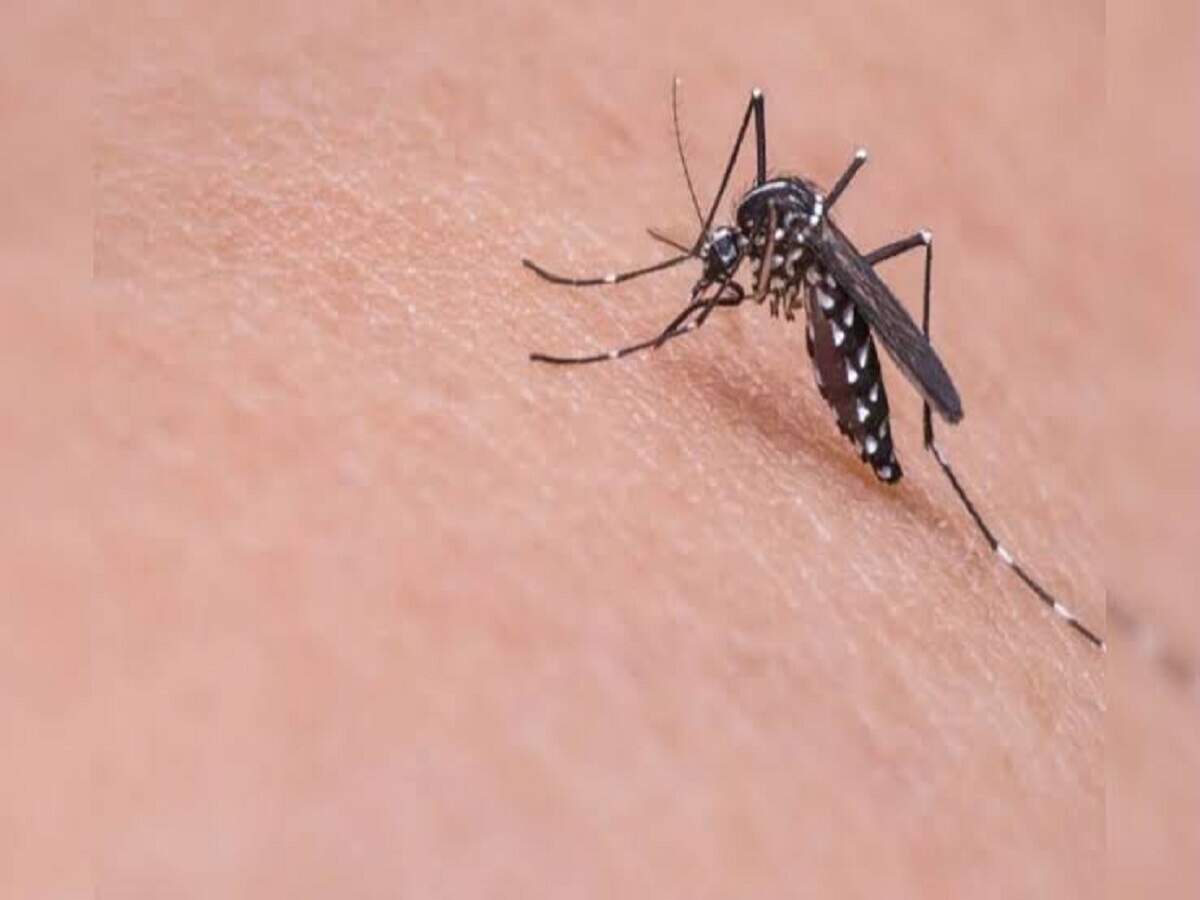 Monsoon Tips: Troubled by mosquitoes? Follow these simple and effective ways to stay safe.
