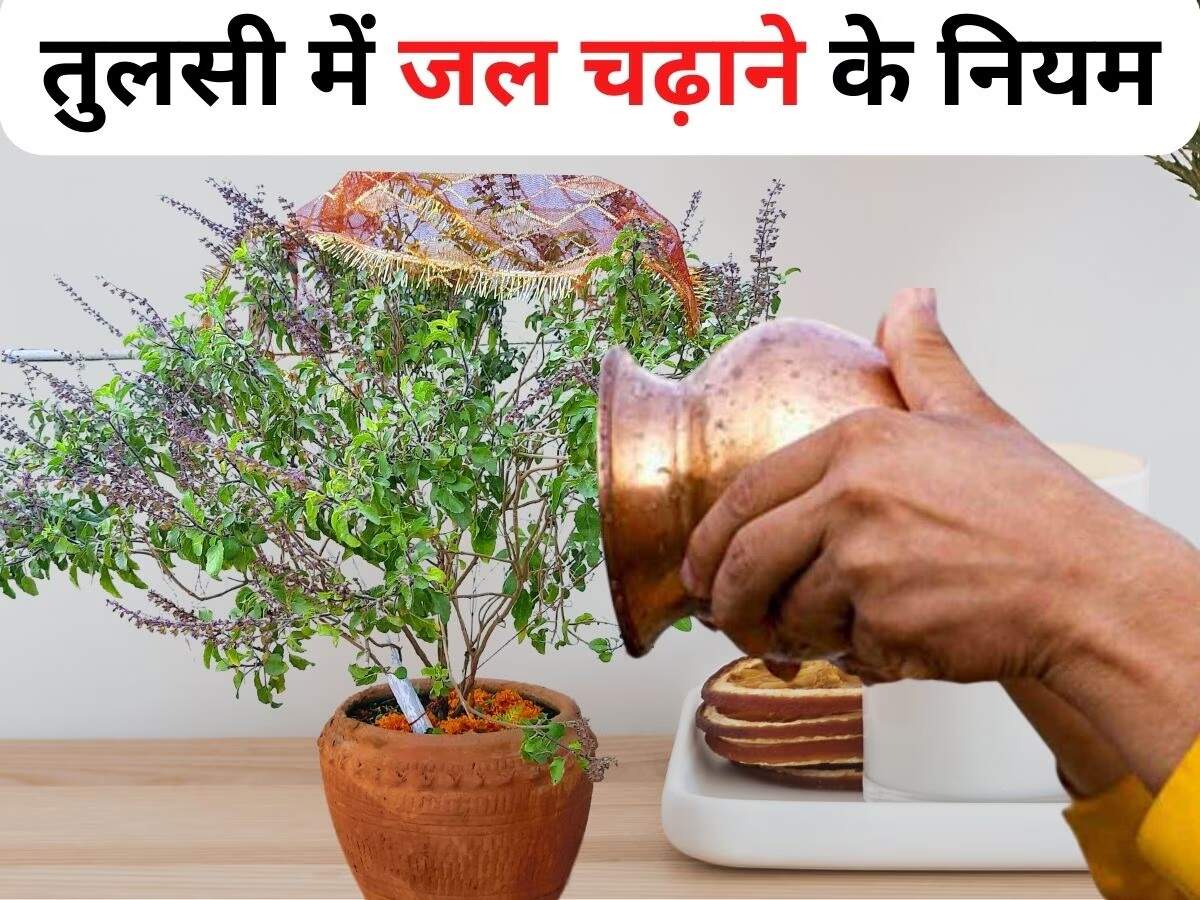 Astrology Tips: Are you troubled by financial constraints? Chant this mantra while offering water to the Tulsi plant.