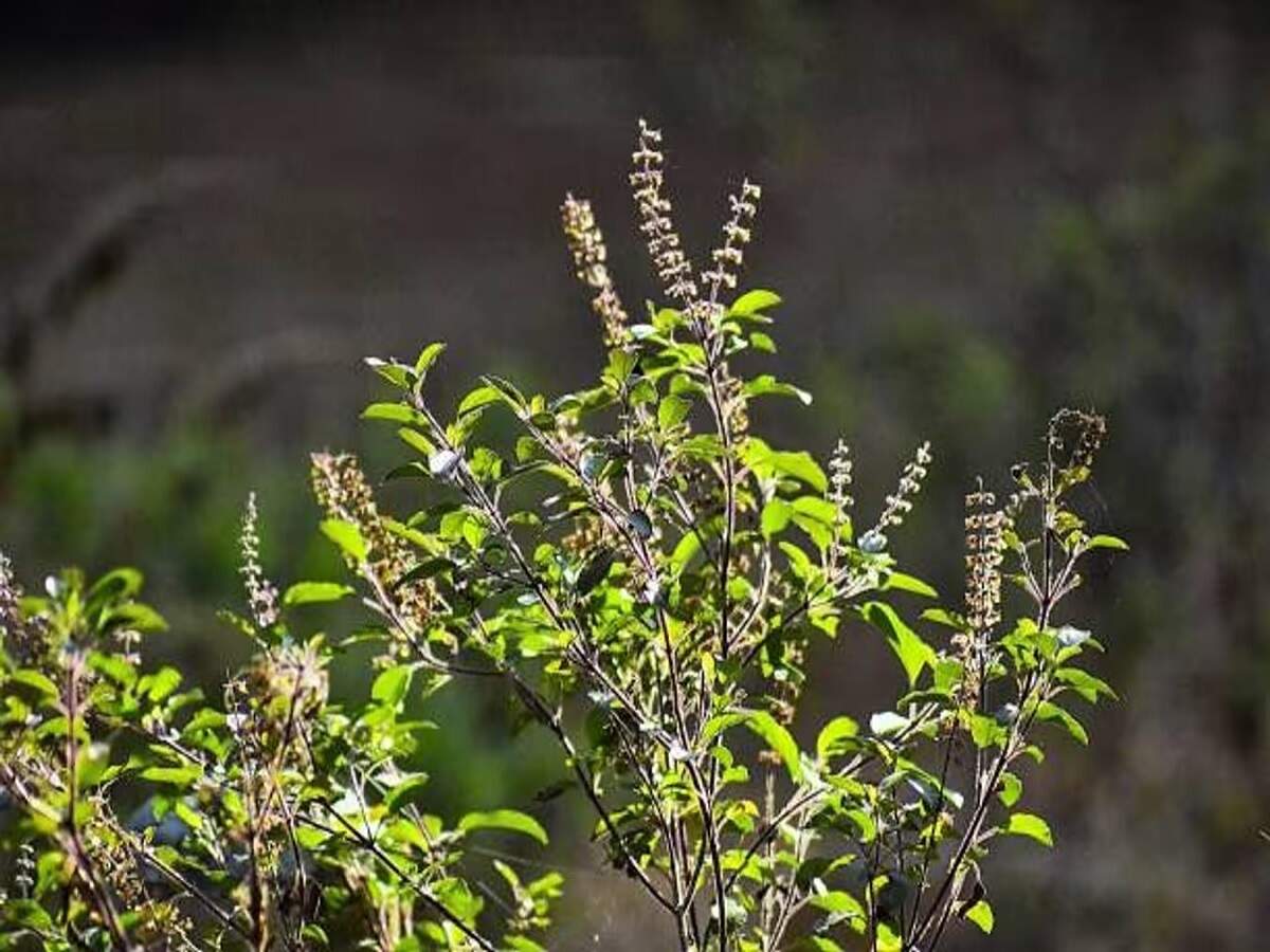 Astrology Tips: Are you troubled by financial constraints? Chant this mantra while offering water to the Tulsi plant.
