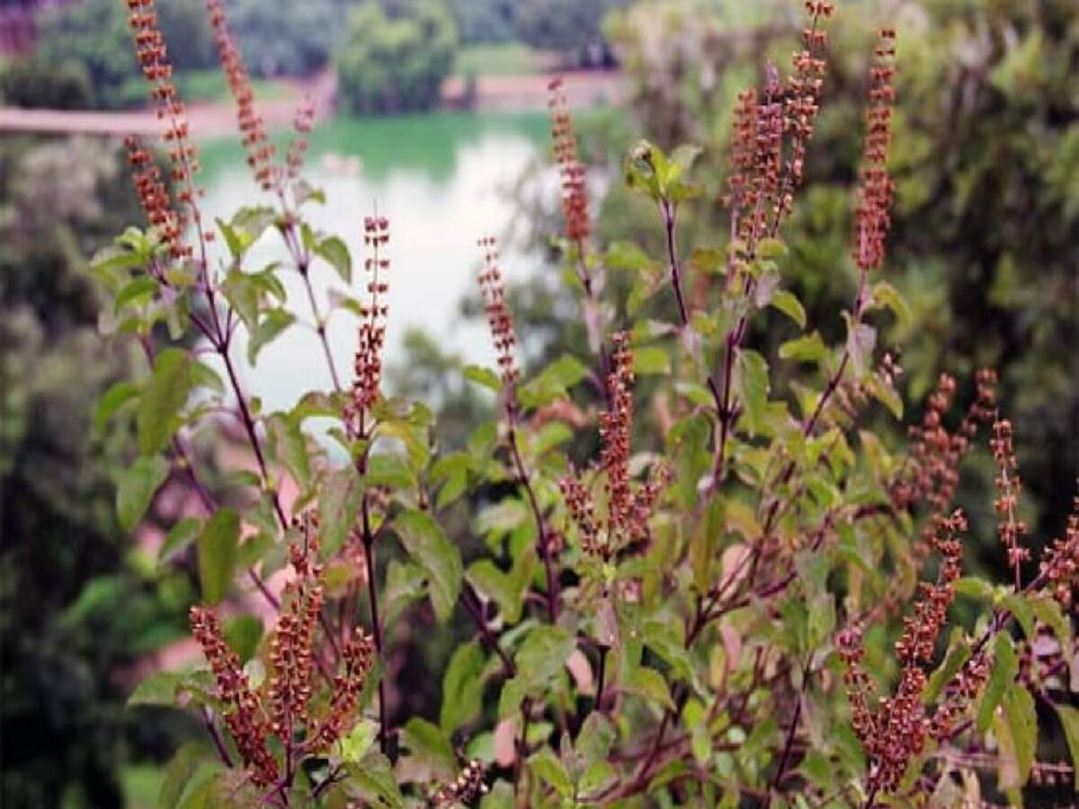Vastu Tips: Never place a Tulsi plant in these areas of the house; it could bring obstacles into your life.