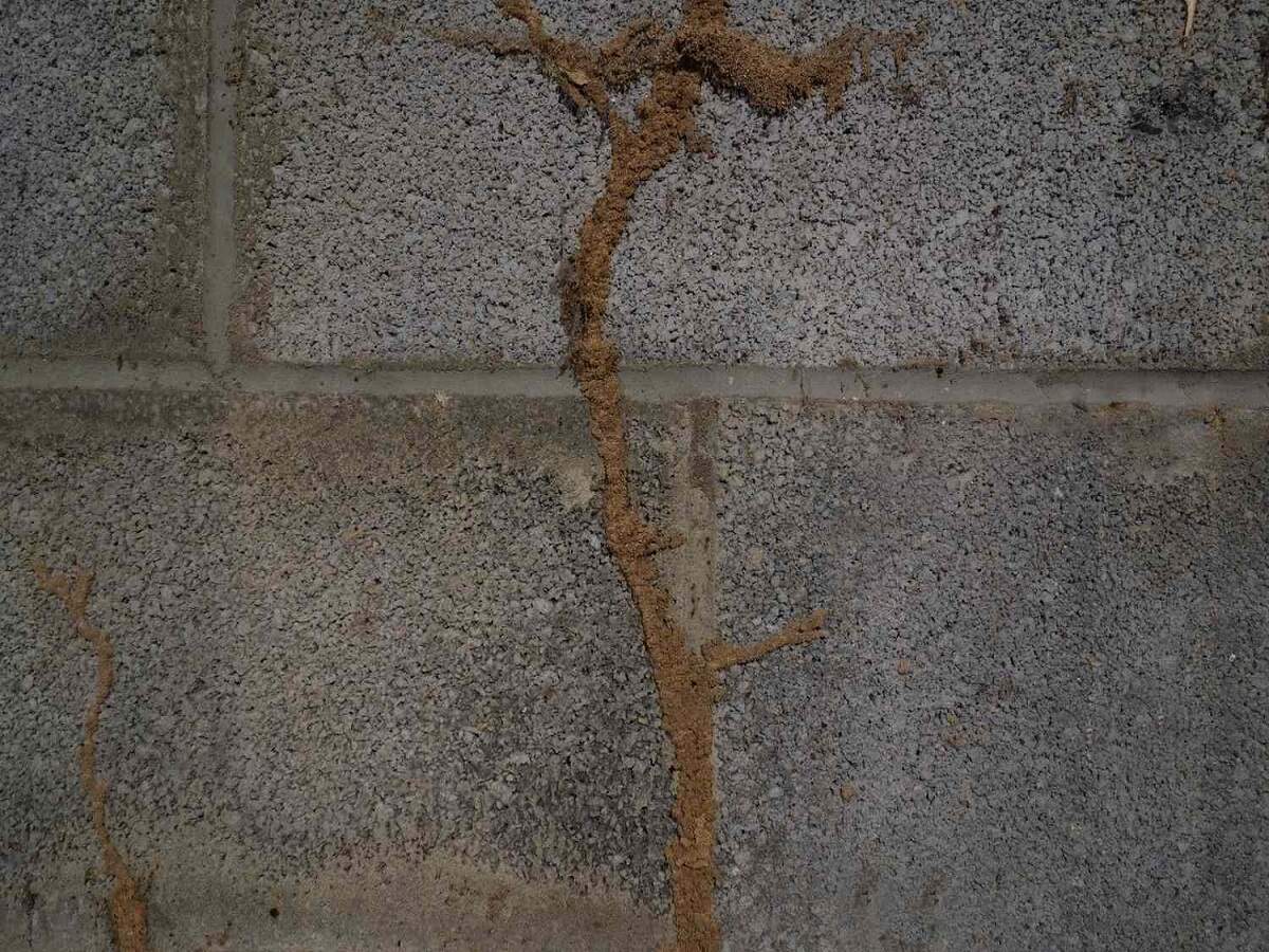 Early Signs Of Termites: क्या दीमक ने कर रखा हैं परेशान, जानिए इसके शुरुआती सकेंत