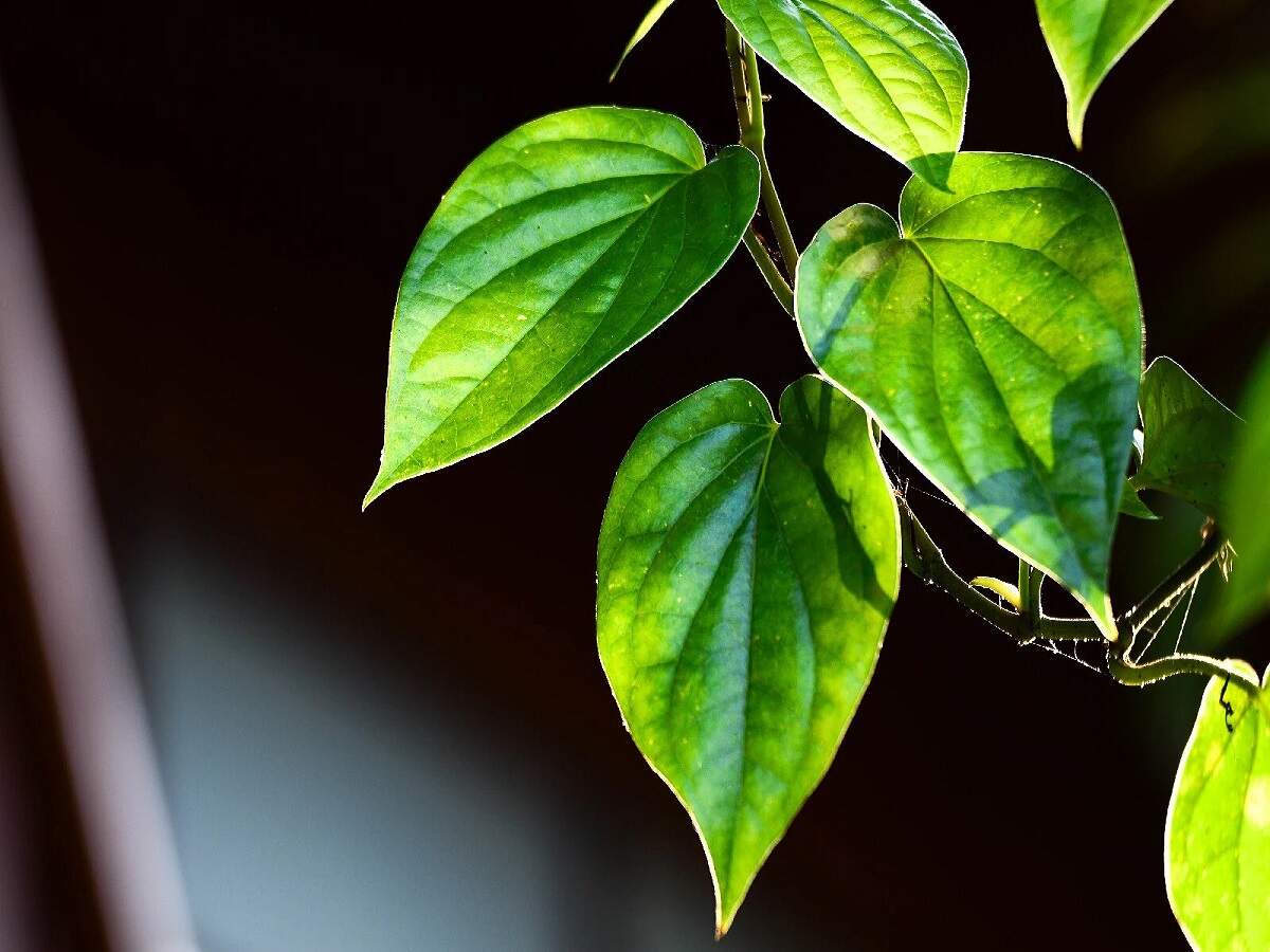 Health Tips: Betel leaves can prove to be a panacea during this changing weather; they help keep various ailments at bay.