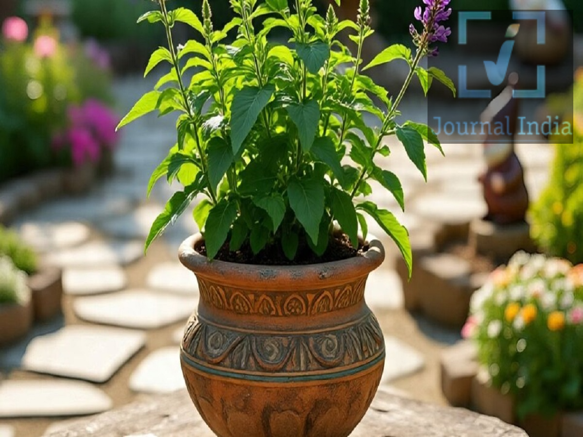 tulsi