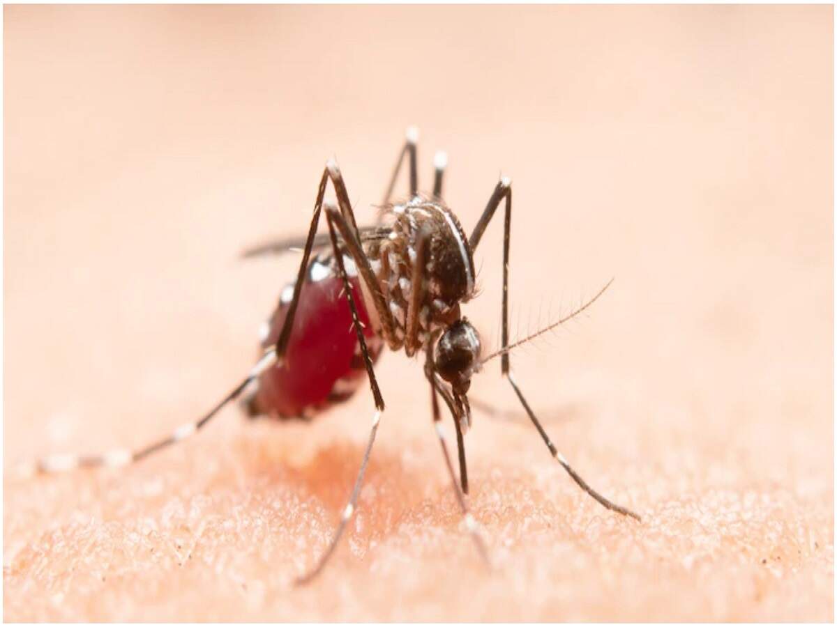 Monsoon Tips: Are mosquitoes making your life miserable? Try these methods.
