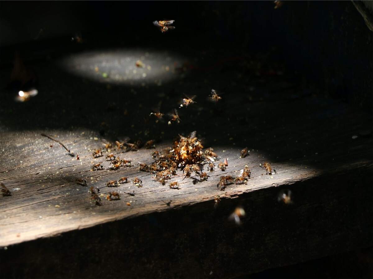 Early Signs Of Termites: क्या दीमक ने कर रखा हैं परेशान, जानिए इसके शुरुआती सकेंत