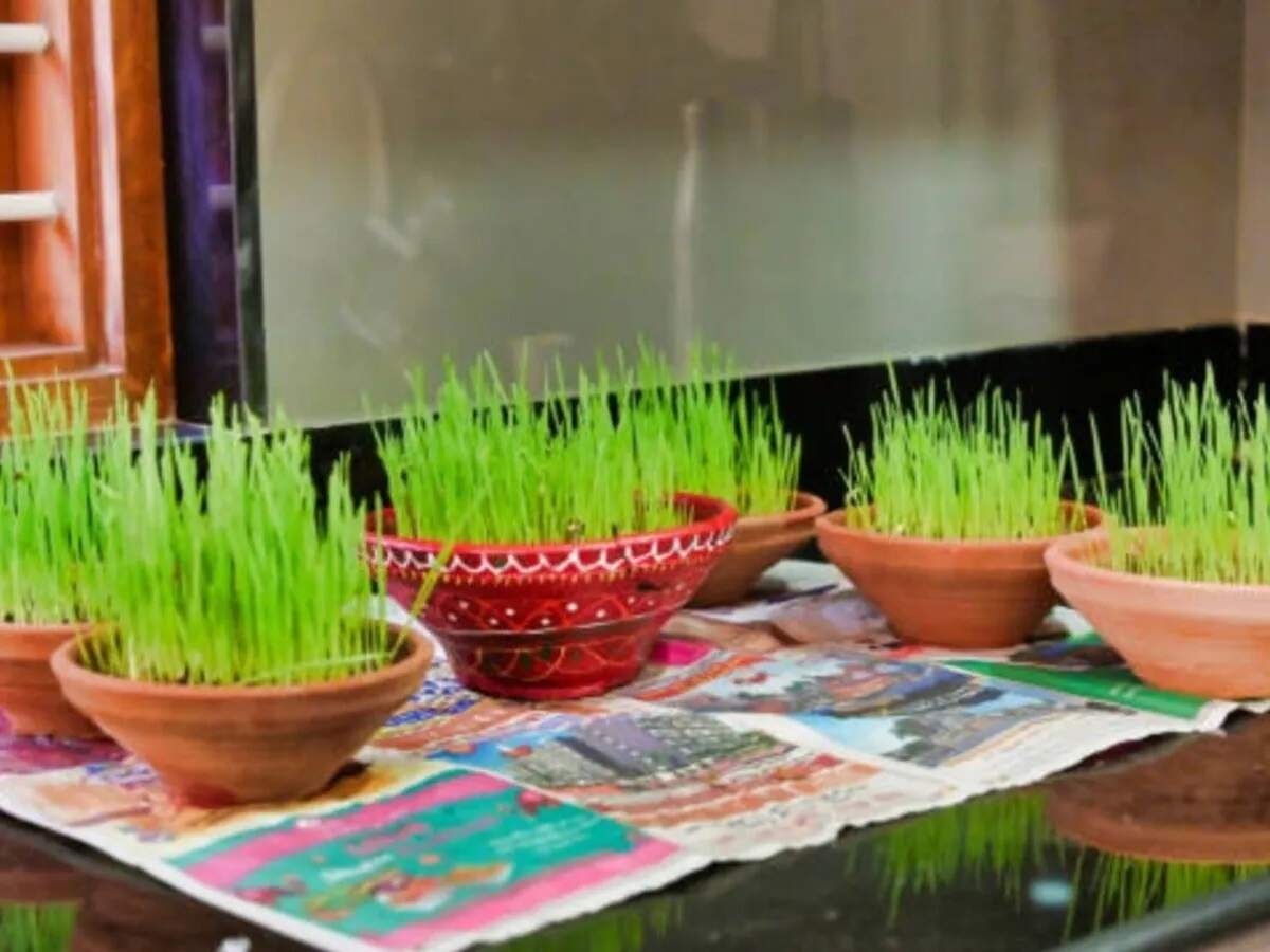 Navratri Tips: Avoid these mistakes while sowing barley during Shardiya Navratri—find out what they are.
