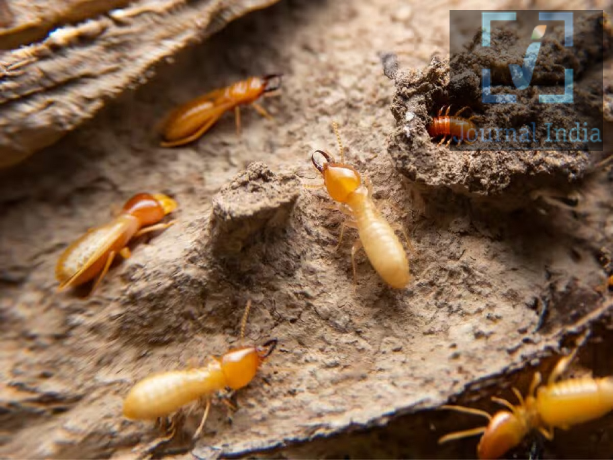 Early Signs Of Termites: क्या दीमक ने कर रखा हैं परेशान, जानिए इसके शुरुआती सकेंत दोस्तो घर में लगे लकड़ी के दरवाजे, फ्रेम और फर्नीचर बहुत ही खूबसूरत लगते हैं, लेकिन समय के साथ उन्हें दीमक खाने लगती है, जो अंदर ही अंदर उन्हें नुकसान पहुँचा रही होती है। ये कीड़े धीरे-धीरे लकड़ी को खा जाते हैं, जिससे उसका ढांचा कमजोर हो जाता है और बाद में उसे ठीक कराने या बदलने में काफी खर्च आ सकता है। अक्सर तब तक पता ही नहीं चलता जब तक कि नुकसान बहुत ज्यादा न हो जाए। आइए जानते हैं इसके शुरुआती लक्षणों के बारे में-  1. दरवाजे के पास बारीक पाउडर या दाने दिखना सबसे शुरुआती संकेतों में से एक है दरवाजे या उसके फ्रेम के पास लकड़ी के रंग का बारीक पाउडर या छोटे-छोटे दाने दिखाई देना। 'ड्राईवुड' (सूखी लकड़ी वाली) दीमक के मामले में, ये कण असल में दीमक का मल (जिसे 'फ्रैस' कहा जाता है) हो सकते हैं, जिन्हें वे लकड़ी में बने छोटे छेदों से बाहर निकाल देती हैं।  2. लकड़ी की सतह पर छोटे छेद होना लकड़ी पर छोटे, गोल या अंडाकार छेद दीमक की मौजूदगी का संकेत हो सकते हैं, खासकर तब जब उनके साथ पाउडर या नुकसान के अन्य निशान भी दिखें। पुराने दरवाजों के किनारों, निचले हिस्सों, कोनों और उन जगहों को चेक करें जो आसानी से दिखाई नहीं देतीं।  3. थपथपाने पर खोखली आवाज आना दीमक अक्सर लकड़ी को अंदर से खा जाती है, जबकि बाहर की एक पतली परत बची रह जाती है। अपनी उंगलियों के पोरों से दरवाजे के अलग-अलग हिस्सों को हल्के से थपथपाएं। अगर किसी जगह से बाकी लकड़ी के मुकाबले खोखली या कागज जैसी आवाज आए, तो समझ लें कि वह अंदर से क्षतिग्रस्त हो सकती है । 4. पॉलिश में बुलबुले बनना या उखड़ना  अगर लकड़ी के दरवाजे की पॉलिश या पेंट में बुलबुले बनने लगें, या वह कहीं-कहीं से उखड़ने लगे, तो इसके कारण का पता लगाएं। नमी की वजह से भी ऐसा हो सकता है, लेकिन दीमक के कारण भी सतह को नुकसान पहुँच सकता है।  5. दरवाजे के फ्रेम के पास मिट्टी की नलियां (ट्यूब) दिखना जमीन के अंदर रहने वाली दीमक (सबटेरेनियन दीमक) अपने घोंसले और भोजन के स्रोतों के बीच आने-जाने के लिए दीवारों, दरवाजों के फ्रेम और अन्य सतहों पर मिट्टी जैसी पतली, भूरे रंग की नलियां (ट्यूब) बना लेती हैं। ये मिट्टी की नलियां दीमक के हमले का एक बहुत बड़ा संकेत हैं। 
