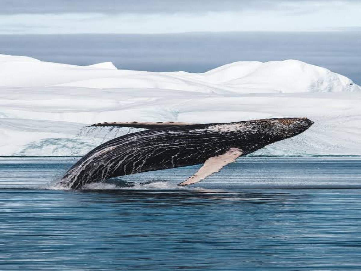 General Knowledge – Which animal has the longest lifespan in the world? Let's find out.