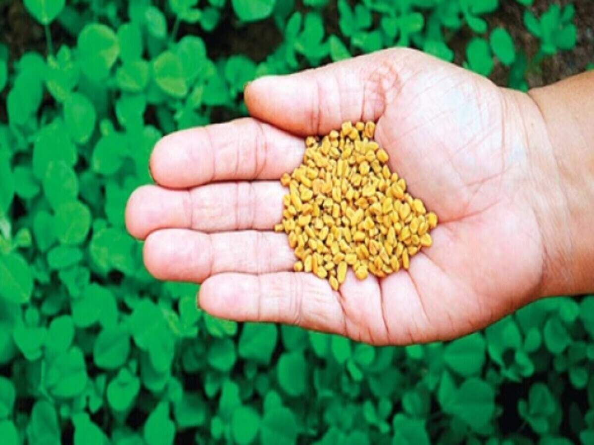 Health Tips: Let’s find out who should not consume fenugreek seeds.