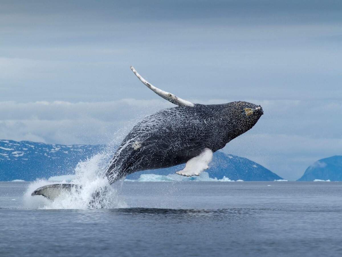 General Knowledge – Which animal has the longest lifespan in the world? Let's find out.