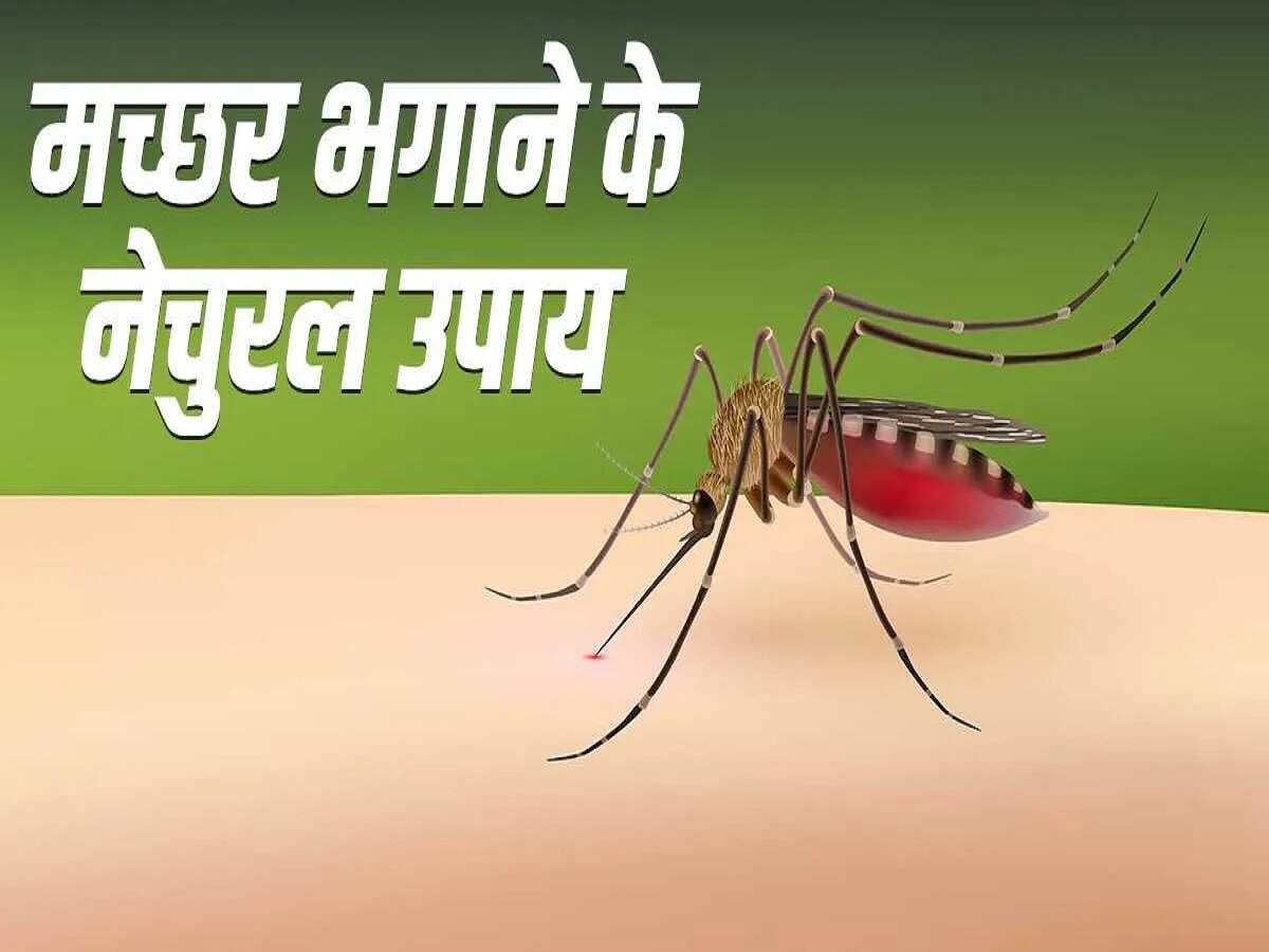 Monsoon Tips: Are mosquitoes making your life miserable? Try these methods.